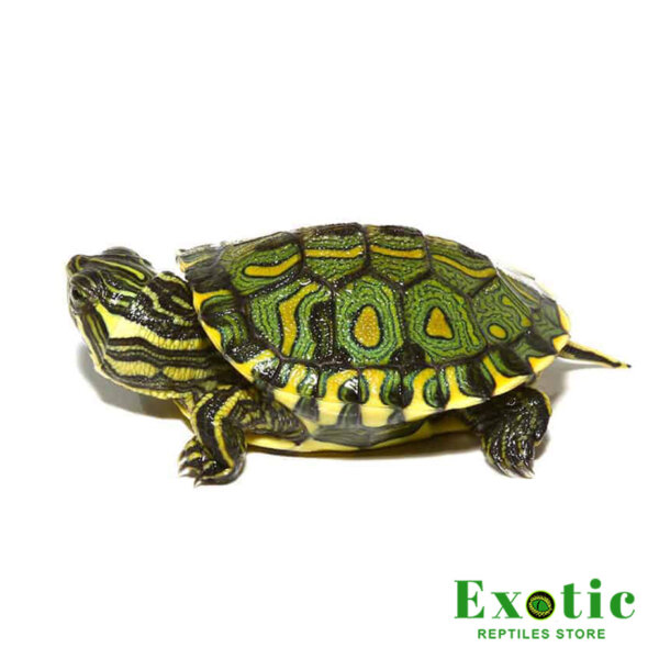 Baby Brazilian D’Orbigny’s Slider Turtle for sale