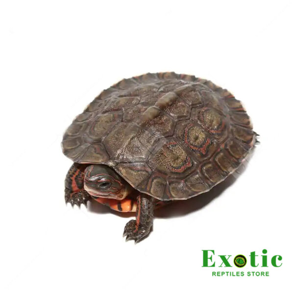 Baby Honduran Wood Turtle for sale