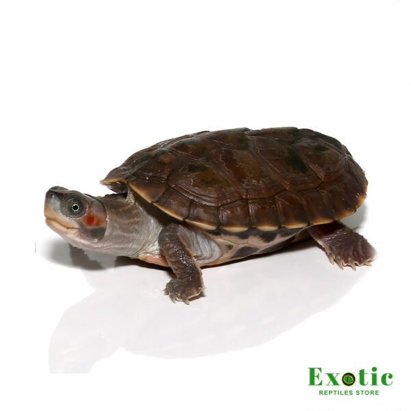 Baby Indian Brown Roofed Turtle for sale