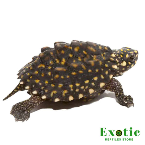 Baby Indian Spotted Pond Turtle for sale
