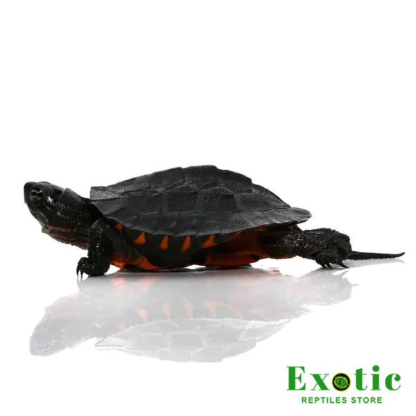 Baby Kwangtung River Turtle for sale
