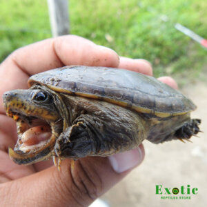 Baby Narrow-Bridged Mexican Musk Turtle - Exotic Reptiles Store