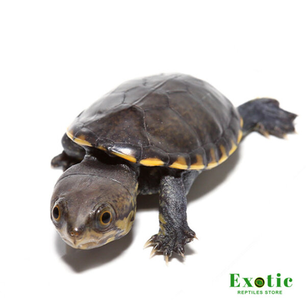 Baby Narrow-Bridged Mexican Musk Turtle for sale