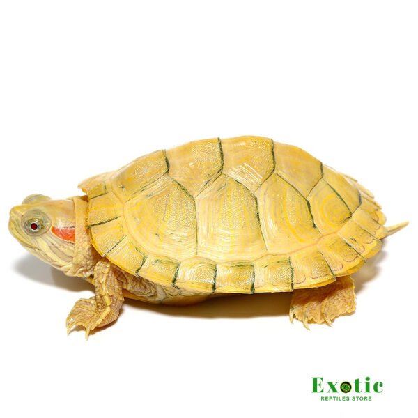 Baby Paradox Albino Red Ear Slider Turtle for sale