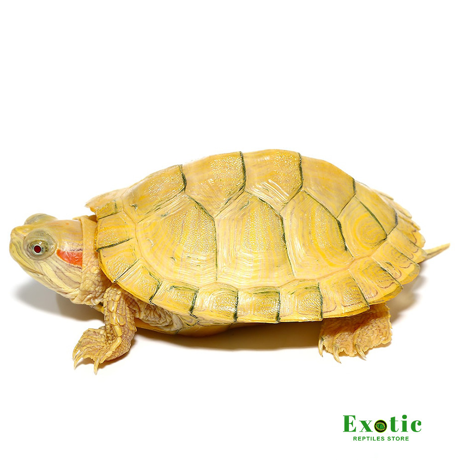 Baby Paradox Albino Red Ear Slider Turtle - Exotic Reptiles Store