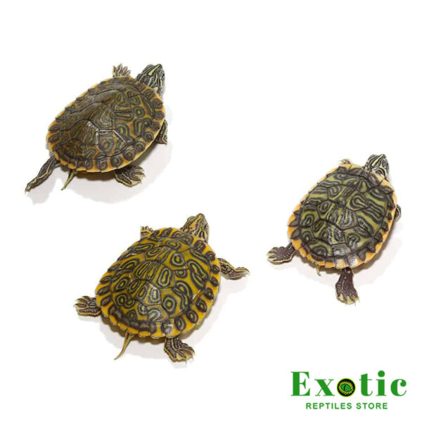Baby Pastel River Cooter Turtle for sale
