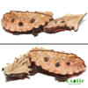 Baby Peruvian Mata Mata Turtle for sale