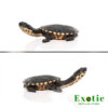Baby Timor Snake Neck Turtle for sale