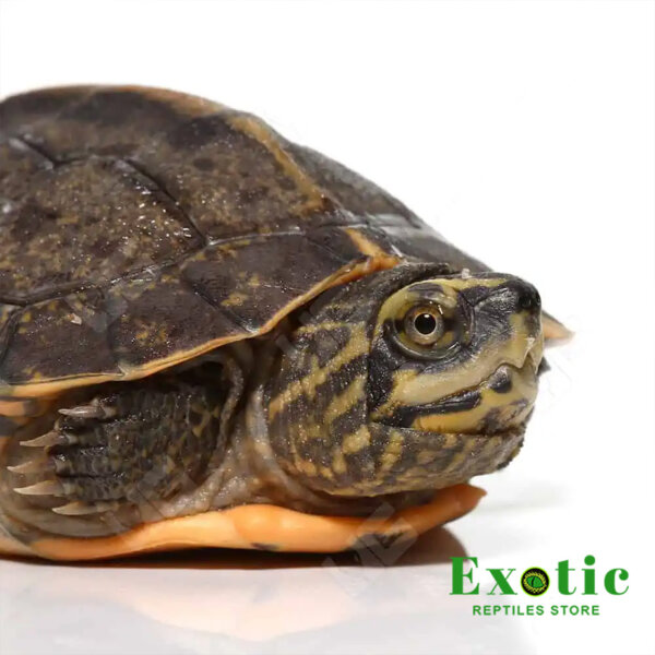 Baby Yellow-Headed Temple Turtle for sale