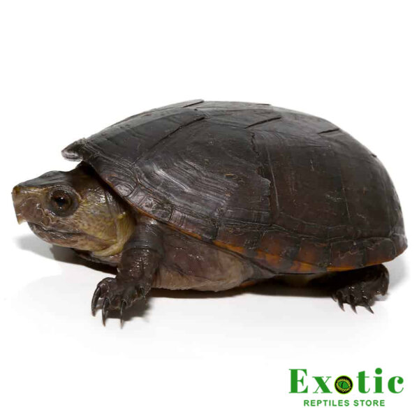 Florida Mud Turtle for sale
