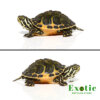 Golden Flame Florida Redbelly for sale