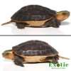 Golden Head Chinese Box Turtle for sale