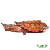 Mata Mata Turtle for sale