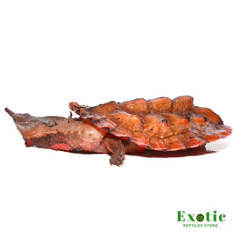 Mata Mata Turtle - Exotic Reptiles Store