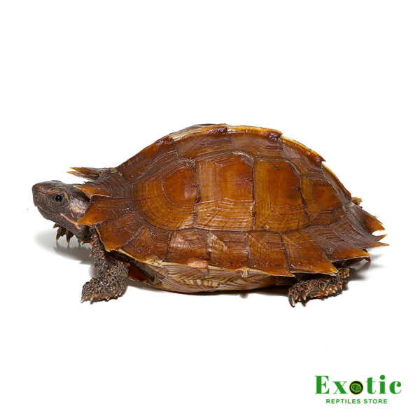 Spiny Turtle for sale