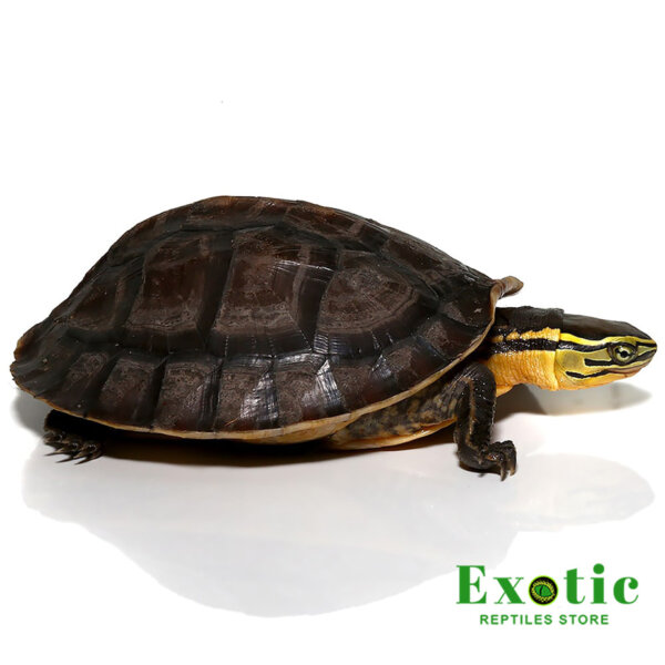 Sulawesi Asian Box Turtle for sale