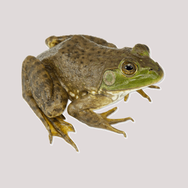 American Bullfrog for sale