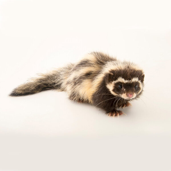 Libyan Striped Weasel for sale
