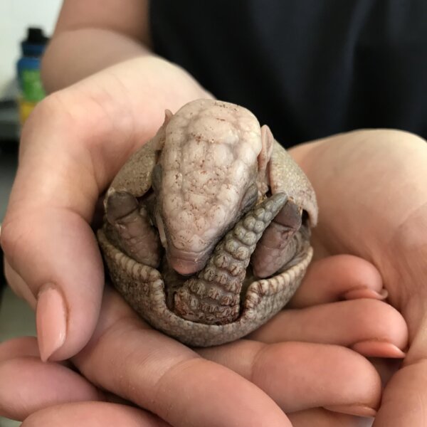 Baby Three Banded Armadillo for sale
