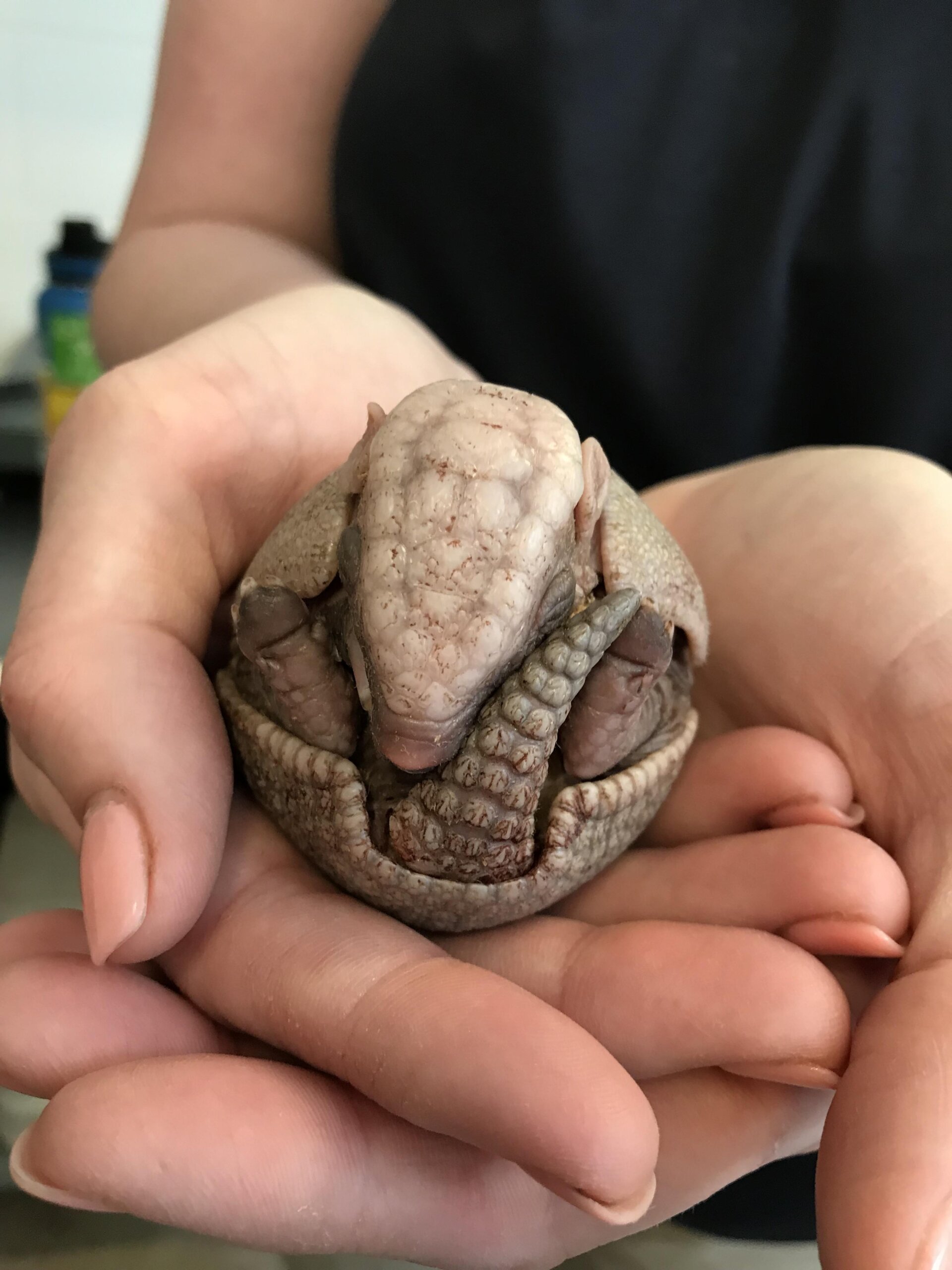 Baby Three Banded Armadillo for sale - Exotic Reptiles Store