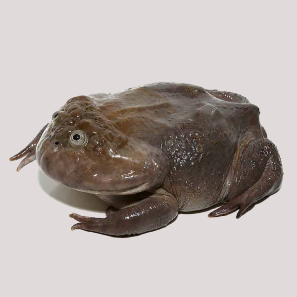 Budgett’s Frog for sale