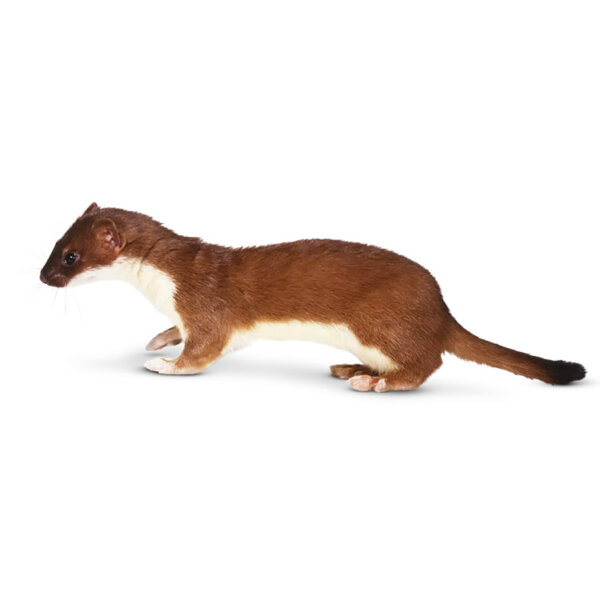 Least weasel for sale