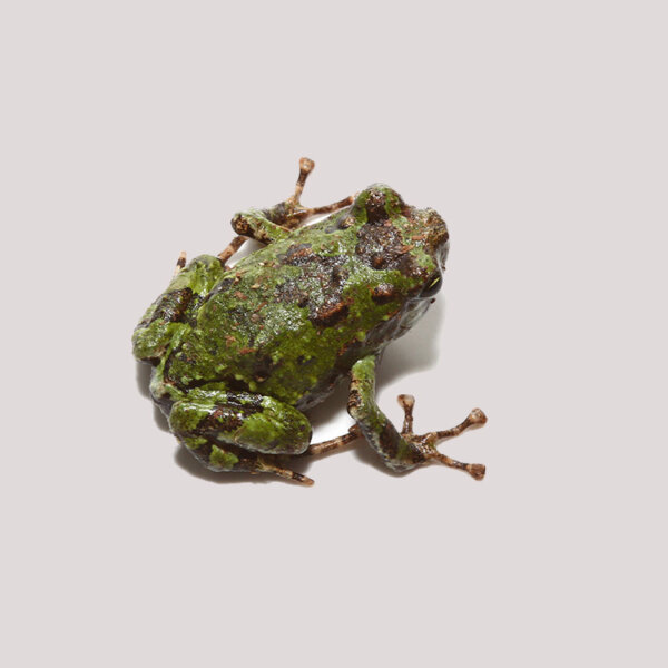 Madagascar Marbled Rain Frog for sale