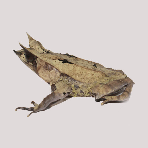 Malaysian Leaf Frog for sale