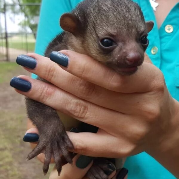 Kinkajou for sale